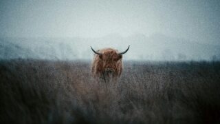 「アナリストが警告：XRPとソラナに強気の価格信号」